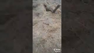 GYZYKLY VIDEOLAR KANALMA AGZA BOLUN
