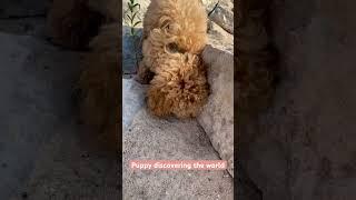 Puppy discovering the world #пудель #pudel #poodle #puppyvideos #interesting #интересно