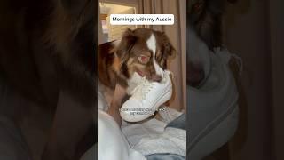 Spend a morning with my demon dog  #australianshepherd #dogs #dogvideos #funnydogs
