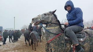 Shahidon ot bozori bugungi narhlar bilan tanishing 20.02.2024yil