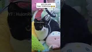 Bermain Mesin Capit EHH ada kucing di dalamnya #mesincapitboneka #capitboneka #shorts #viral