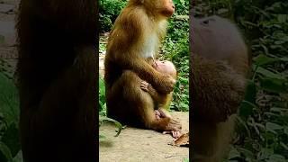 Pity Baby Monkey Lucie. #baby #minimonkey #viralvideo #shorts #0416