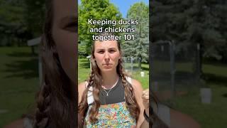 How to keep your chickens and ducks under one roof #chickens #ducks #homestead #homesteading
