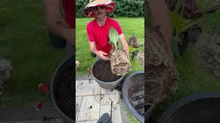 Did you know you can reuse your potting mix for flowers? #themoreyouknow 