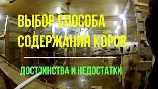 содержание коров, привязное или беспривязное