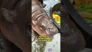 Cute and bouncy little hippo#animals #Friendship #Us#Baby Hippo