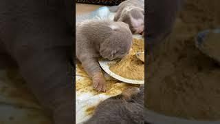 Puppies eat their first meal | English Bulldogs #shorts