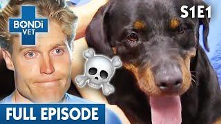 Neighbours Poison Noisy Rottweiler  | Bondi Vet Season 1 Ep1 | Bondi Vet Full Episodes | Bondi Vet