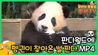 푸바오가 눈펭귄을 만나면?! 펭귄도 뿌시고 심장도 뿌셔  | 에버랜드 아기판다(Baby panda fubao)
