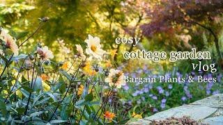 Autumn Planting & Bargain Garden Finds | Overwintering Irish Bees | Relaxing Cottage Garden Vlog 