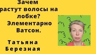 Зачем на лобке растут волосы. Как развивается половая система. Элементарно Watson.