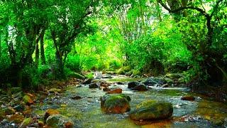 Amazing Nature Scenery and Relaxing Sound for Stress Relief, Sound of Nature,Sound Of Water️, asmr