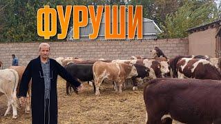 Ангус Сментал Грифорт Белигалов ФУРУШИ