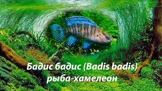 Бадис бадис , рыба-хамелеон / (Badis badis)