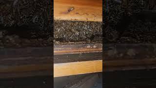 Два місяці зимівлі у зимівнику. Wintering bees. #бджiльництво #bees