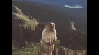 Marmot shouts   Сурок кричит