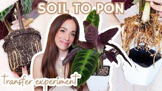 soil to PON transfer experiment + 2 week update calathea jungle velvet