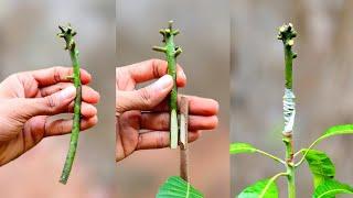 Mango Grafting Technique | By side grafting method | how to graft mango tree