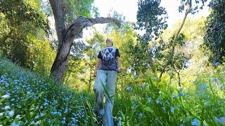 Forest of Flowers