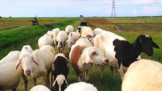 ANAK KAMBING SAYA - happy sekali kambing kambing ku