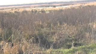 Unknown bird maybe House Bunting Burwell Fen Cambridgeshire UK 30Dec14 134p