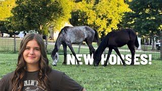 Neglected Gelding…HE NEEDED A HOME + Surprise And Big Announcement!