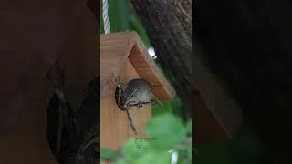 House Wren WOWS with Large STICK Maneuver!