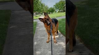 Dad’s away on a work trip. #germanshepherd #dogshorts