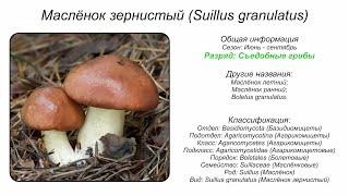 Маслёнок зернистый (Suillus granulatus)