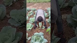 Uprooting unwanted cabbage #farming #kasalefoundation #stiftungwissenwecken #empowerment