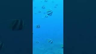 HUGE Shoal of Angelfish Swim by | Red Sea Scuba Diving