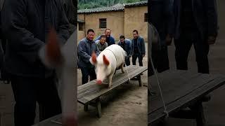 If you want to eat my old pig, no way! I dreamed about killing the New Year Pig. I watched it over