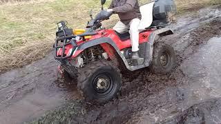 STELS ATV 300B. По болотам в лесу!