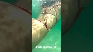 Stone Fish - The Most Venomous Fish in the World #stonefish