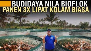 PELUANG USAHA BUDIDAYA IKAN NILA BIOFLOK HEMAT PAKAN 30% PANEN 3X LIPAT KOLAM BIASA