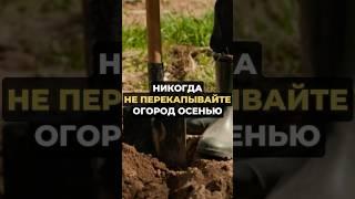 Никогда не перекапывайте огород осенью #огород #дача #сад