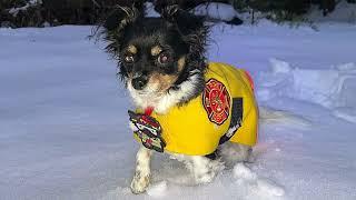 Liddle snow adventure ️ 2025 Little Rock January 9-10   firefighter coat SFFD Station 12   Bisco