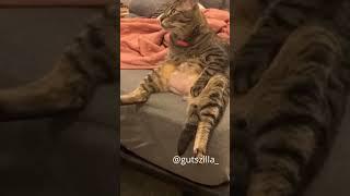 Funny Cats and Animals pt.1 #shorts #funny #cats #animals #compilation