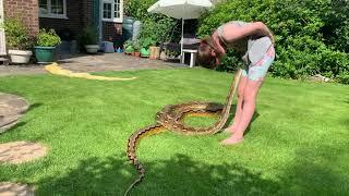 Reticulated Python periscoping up to say hello.