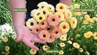 'Pacific Apricot Beauty' Calendula | from Johnny's Selected Seeds