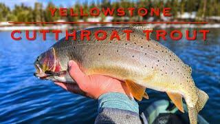 Cutthroat Master Slam: 22” Yellowstone Cutthroat Trout!