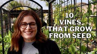 10 Beautiful VINES to grow from SEED