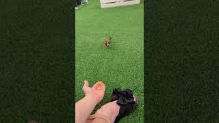 Red-Crested Cardinal Bird Eats From the Palm of a Woman’s Hand
