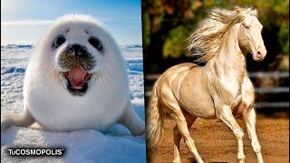 Los ANIMALES más HERMOSOS del MUNDO