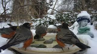 American Robins take a sip