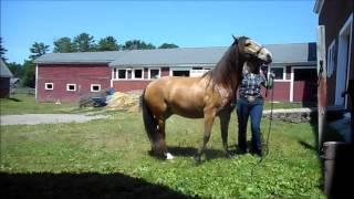 How To Fly Spray A Fearful Horse.