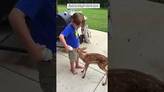 The man accidentally saw a lost baby deer and brought it home to care for #animalshorts