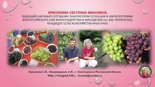 Красохина СИ, Хисамутдинов АФ -  виноград, виноградарство, презентация