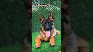 2 Weeks to One Year german shepherd transformation #feed #transformation #gsd #pets #dog #love