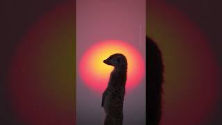 On the look out for predators  #Shorts #Animals #Meerkat